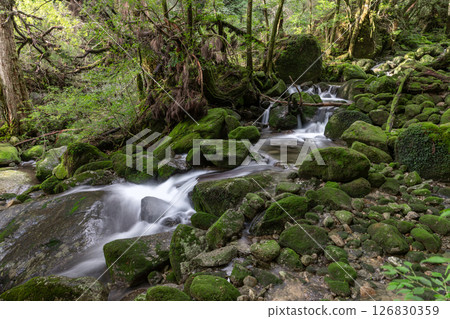 屋久島白谷雲水峽：日本最美的苔蘚谷（秋季） 126830359