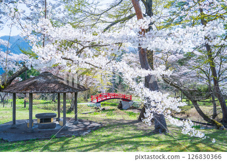 "Aomori Prefecture" Cherry blossoms blooming at Shiroyama Park, a national historic site of Sannohe Castle, Sannohe Town 126830366