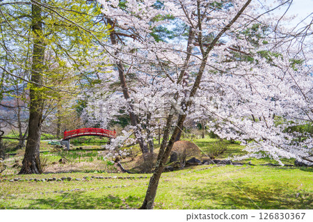 "Aomori Prefecture" Cherry blossoms blooming at Shiroyama Park, a national historic site of Sannohe Castle, Sannohe Town 126830367