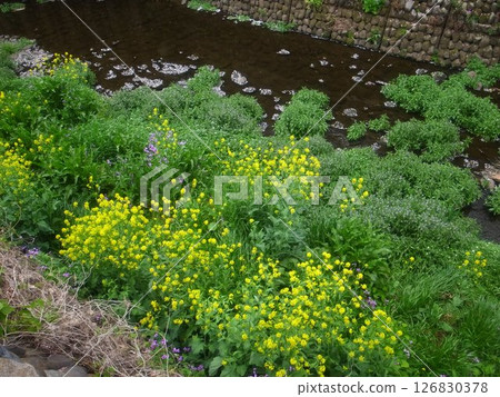 Shakujii River 126830378