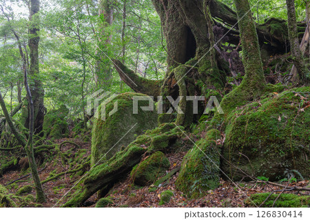 Yakushima Shiratani Unsuikyo Gorge: Japan's most beautiful moss forest (Autumn) Yakushima Shiratani Unsuikyo Gorge: Japan's most beautiful moss forest (Autumn) 126830414