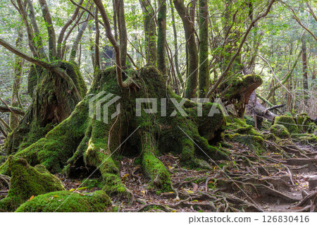 Yakushima Shiratani Unsuikyo Gorge: Japan's most beautiful moss forest (Autumn) 126830416