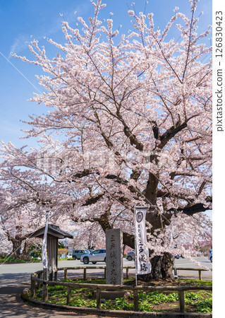 "Aomori Prefecture" Cherry blossoms blooming at Shiroyama Park, a national historic site of Sannohe Castle, Sannohe Town 126830423