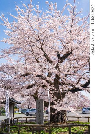 青森縣三戶町三戶城國家史跡城山公園櫻花盛開 青森縣三戶町三戶城國家史跡城山公園櫻花盛開 126830424