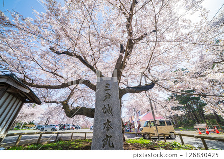 青森縣三戶町三戶城國家史跡城山公園櫻花盛開 126830425
