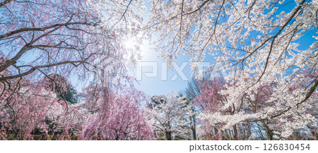 青森縣三戶町三戶城國家史跡城山公園櫻花盛開 126830454