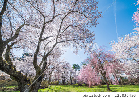 青森縣三戶町三戶城國家史跡城山公園櫻花盛開 青森縣三戶町三戶城國家史跡城山公園櫻花盛開 126830456