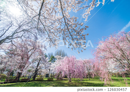 青森縣三戶町三戶城國家史跡城山公園櫻花盛開 126830457