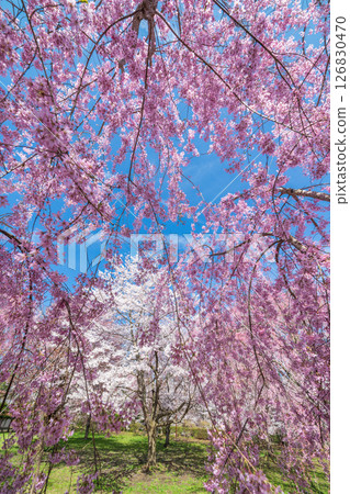 青森縣三戶町三戶城國家史跡城山公園櫻花盛開 青森縣三戶町三戶城國家史跡城山公園櫻花盛開 126830470