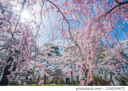"Aomori Prefecture" Cherry blossoms blooming at Shiroyama Park, a national historic site of Sannohe Castle, Sannohe Town "Aomori Prefecture" Cherry blossoms blooming at Shiroyama Park, a national historic site of Sannohe Castle, Sannohe Town 126830472