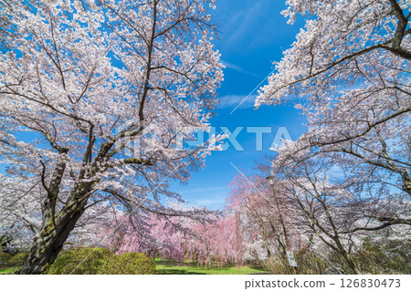 青森縣三戶町三戶城國家史跡城山公園櫻花盛開 126830473