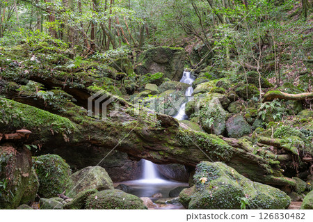 屋久島白谷雲水峽：日本最美的青苔溪流（秋季） 126830482