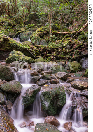 屋久島白谷雲水峽：日本最美的青苔溪流（秋季） 126830486