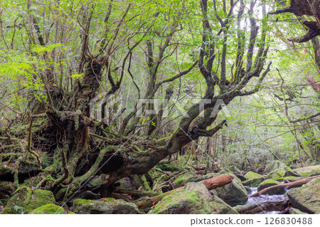 Yakushima Shiratani Unsuikyo Valley: Japan's most beautiful moss valley (Autumn) Yakushima Shiratani Unsuikyo Valley: Japan's most beautiful moss valley (Autumn) 126830488