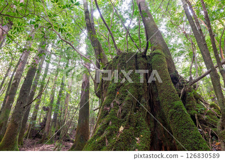 屋久島白谷雲水峽：日本最美的苔蘚森林（秋季） 126830589