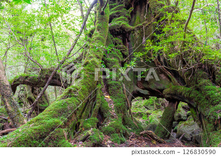 屋久島白谷雲水峽:日本最美的苔蘚森林(秋季) 屋久島白谷雲水峽:日本最美的苔蘚森林(秋季) 126830590