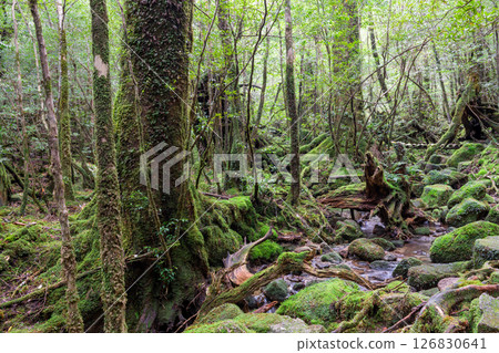 Yakushima Shiratani Unsuikyo Gorge: Japan's most beautiful moss-covered stream (Autumn) Yakushima Shiratani Unsuikyo Gorge: Japan's most beautiful moss-covered stream (Autumn) 126830641