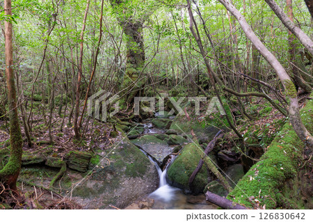 Yakushima Shiratani Unsuikyo Valley: Japan's most beautiful moss valley (Autumn) 126830642