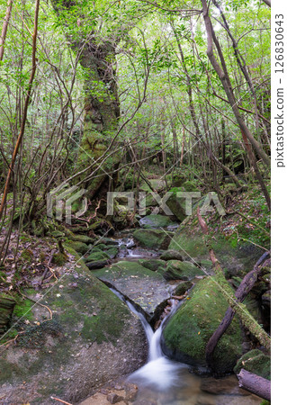 Yakushima Shiratani Unsuikyo Valley: Japan's most beautiful moss valley (Autumn) 126830643