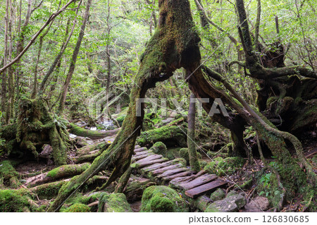 屋久島白谷雲水峽：日本最美的苔蘚森林（秋季） 126830685