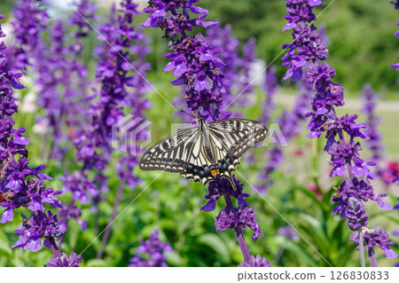 Salvia nemorosa and Swallowtail butterfly 126830833