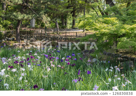 Irises in full bloom (Tsurumai Park, Showa Ward, Nagoya City, Aichi Prefecture) 126830838