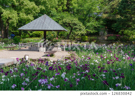 盛開的菖蒲(愛知縣名古屋市昭和區鶴舞公園) 盛開的菖蒲(愛知縣名古屋市昭和區鶴舞公園) 126830842