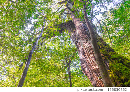 Yakushima Shiratani Unsuikyo Gorge: Sunlight filtering through the trees and Yakusugi cedars (Autumn) 126830862