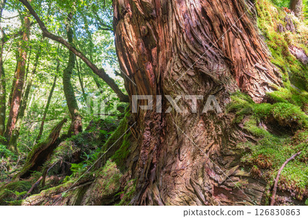 Yakushima Shiratani Unsuikyo Gorge: Sunlight filtering through the trees and Yakusugi cedars (Autumn) 126830863