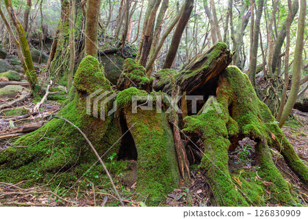 Yakushima Shiratani Unsuikyo Gorge: Japan's most beautiful moss forest (Autumn) Yakushima Shiratani Unsuikyo Gorge: Japan's most beautiful moss forest (Autumn) 126830909