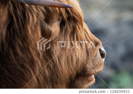 Highland Cow 126830931