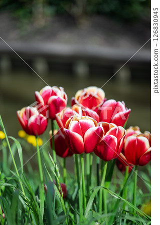 Red and White Tulips in Amsterdam Red and White Tulips in Amsterdam 126830945