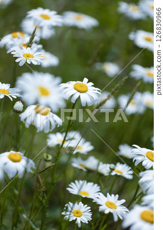 White daisies blooming in a spring field White daisies blooming in a spring field 126830966