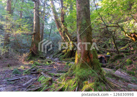 Yakushima Shiratani Unsuikyo Gorge: Sunlight filtering through the trees and a forest where gods dwell (Autumn) 126830998