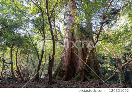 屋久島白谷雲水峽:陽光透過樹木和屋久杉林(秋季) 屋久島白谷雲水峽:陽光透過樹木和屋久杉林(秋季) 126831002