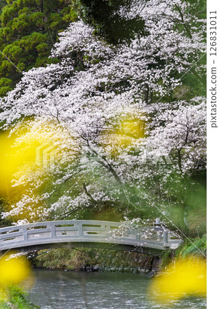 A stone bridge and cherry blossoms on a beautiful spring day "A shrine and cherry blossoms in a lush rural landscape" (Seta Shrine) Seta, Otsu Town A stone bridge and cherry blossoms on a beautiful spring day "A shrine and cherry blossoms in a lush rural landscape" (Seta Shrine) Seta, Otsu Town 126831011
