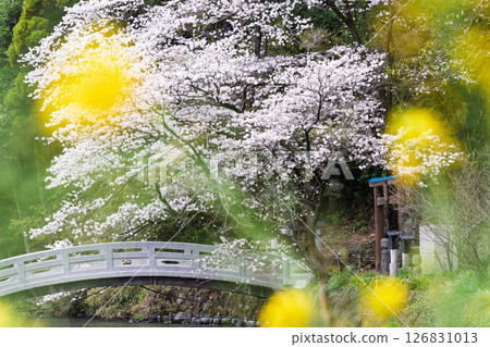 A stone bridge and cherry blossoms on a beautiful spring day "A shrine and cherry blossoms in a lush rural landscape" (Seta Shrine) Seta, Otsu Town 126831013