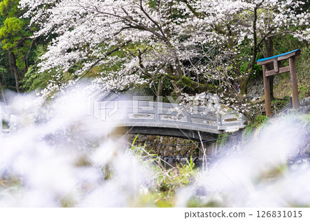A stone bridge and cherry blossoms on a beautiful spring day "A shrine and cherry blossoms in a lush rural landscape" (Seta Shrine) Seta, Otsu Town 126831015