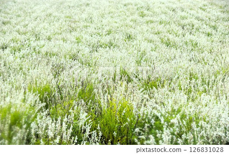 美瑛丘陵風景:四季彩之丘(清晨的花田)白色鼠尾草 美瑛丘陵風景:四季彩之丘(清晨的花田)白色鼠尾草 126831028