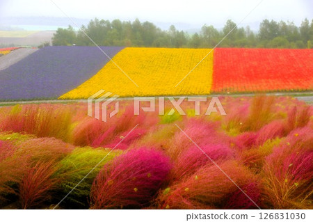 Biei Hill Scenery: Shikisai Hill (Early Morning Flower Field) Biei Hill Scenery: Shikisai Hill (Early Morning Flower Field) 126831030