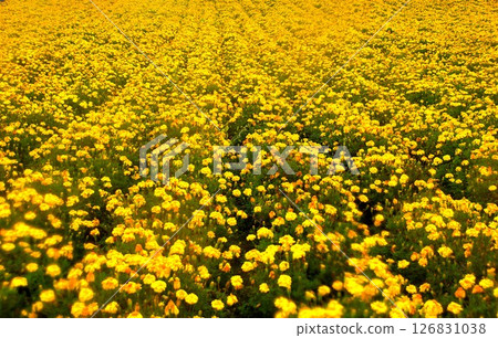 美瑛丘陵風光：四季彩之丘（清晨的花田）萬壽菊 126831038