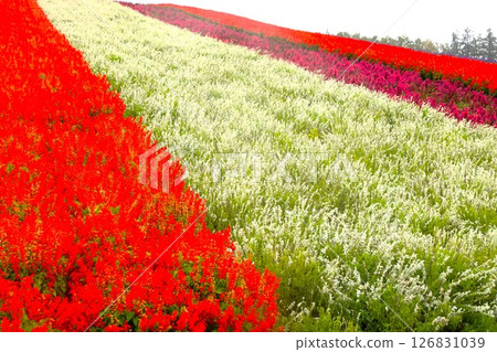 美瑛丘陵風光：四季彩丘陵（清晨的花田） 126831039