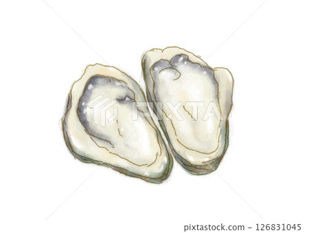 Watercolor hand-drawn fresh oysters 126831045
