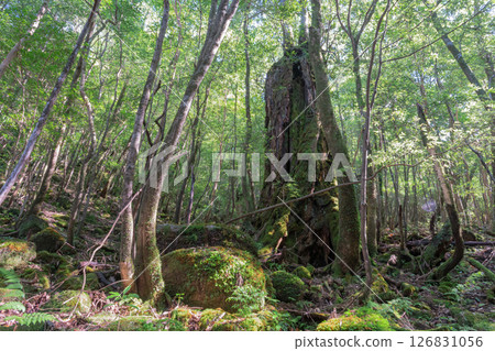 屋久島白谷雲水峽:陽光透過樹木和苔蘚的森林(秋季) 屋久島白谷雲水峽:陽光透過樹木和苔蘚的森林(秋季) 126831056