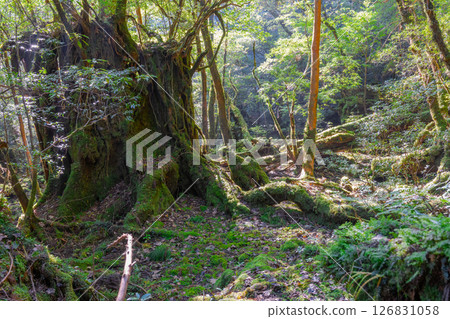 Yakushima Shiratani Unsuikyo Gorge: Sunlight filtering through the trees and the forest where gods live (Autumn) Yakushima Shiratani Unsuikyo Gorge: Sunlight filtering through the trees and the forest where gods live (Autumn) 126831058