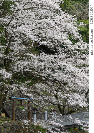 春光明媚的石橋與櫻花 「田園風光中的神社與櫻花」（瀨田神社） 大津町瀨田 126831064
