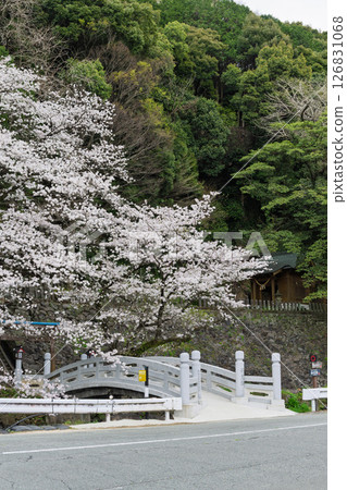 A stone bridge and cherry blossoms on a beautiful spring day "A shrine and cherry blossoms in a lush rural landscape" (Seta Shrine) Seta, Otsu Town 126831068