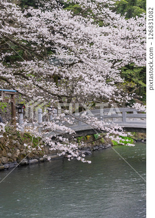 A stone bridge and cherry blossoms on a beautiful spring day "A shrine and cherry blossoms in a lush rural landscape" (Seta Shrine) Seta, Otsu Town 126831082