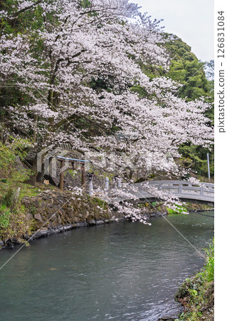 A stone bridge and cherry blossoms on a beautiful spring day "A shrine and cherry blossoms in a lush rural landscape" (Seta Shrine) Seta, Otsu Town 126831084