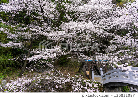 A stone bridge and cherry blossoms on a beautiful spring day "A shrine and cherry blossoms in a lush rural landscape" (Seta Shrine) Seta, Otsu Town A stone bridge and cherry blossoms on a beautiful spring day "A shrine and cherry blossoms in a lush rural landscape" (Seta Shrine) Seta, Otsu Town 126831087